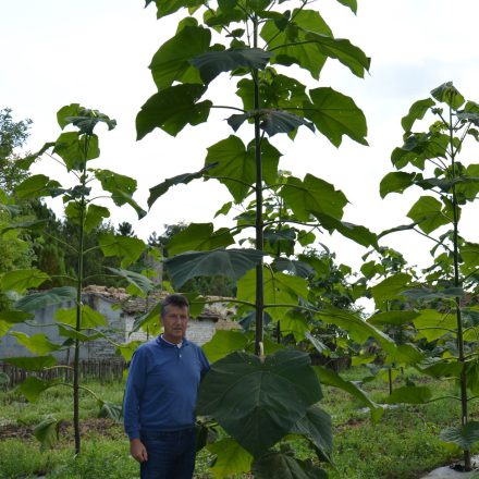 Плантация на Пауловния Bellissia в гр. Мисичево, август 2016г - след стимулиращо отрязване